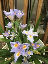 Heirloom iris purple for sale  Gastonia
