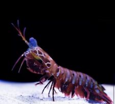 Peacock mantis shrimp for sale  Los Angeles