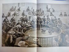 1899 fight roosters d'occasion  Expédié en Belgium