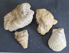 Gastéropodes bivalves fossile d'occasion  Moyon