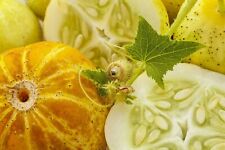 Graines concombre citron d'occasion  Clermont-Ferrand-