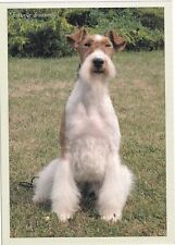 Hund hundepostkarte drahthaar gebraucht kaufen  Remseck am Neckar