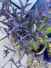 Jew cuttings purple for sale  Stockton