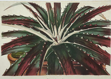 MEXICO Hechtia Ghiesbreghtii LITHOGRAPHY Louis Van Houtte BOTANY 19° for sale  Shipping to South Africa