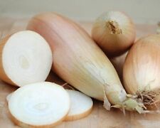 Torpedo onion tosca for sale  DORCHESTER