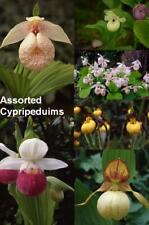 Cypripediums. lady slipper for sale  STANMORE