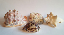 Natural seashells 13cm for sale  HOVE