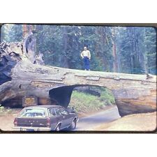Diapositiva Sequoia Ntl. 1977 35 mm de colección Trono Ford Pinto Park Tunnel segunda mano  Embacar hacia Argentina