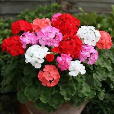 Mini plugs geranium for sale  SPILSBY