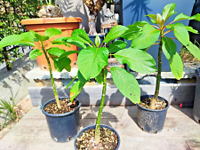 Phytolacca dioica plant usato  Imperia