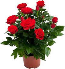 Bright red rose for sale  Sarasota