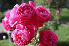 Grande dame rose for sale  Mooresville