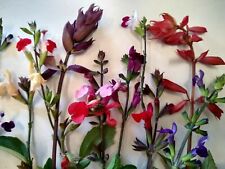 Salvia plug plants for sale  MARCH