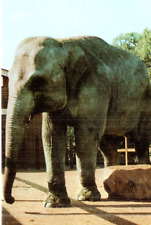 Postcard asian elephant for sale  MATLOCK