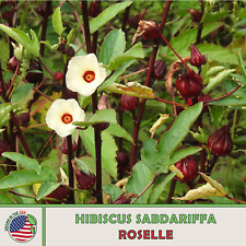 Roselle seeds hibiscus for sale  Venice