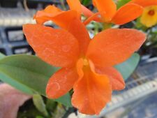 Rth. orange bloom for sale  Arcadia