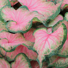Size chinook caladium for sale  Kennesaw