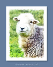 Herdwick sheep artwork for sale  MARYPORT