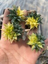 Varied Desert Jewel Sculpted Luminance Marvel Obregonia Variegata Rare Radia for sale  Shipping to South Africa