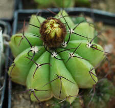 Notocactus acutus seeds usato  Italia