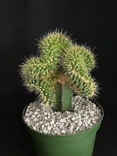 barrel cactus for sale  Rancho Santa Margarita