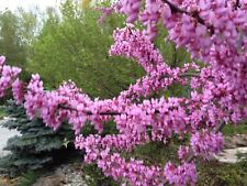 Seed eastern redbud for sale  Shipping to Ireland