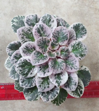 African violet plant for sale  Lexington
