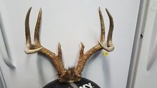 Heavy 4x4 whitetail for sale  Florence