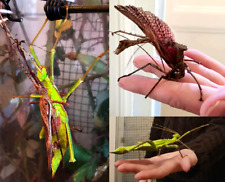 Heteropteryx dilatata giant for sale  NOTTINGHAM