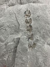 Carboniferous sphenophyllum tw gebraucht kaufen  Saarbrücken