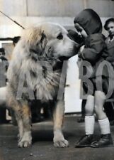 Vintage animali cane usato  Roma