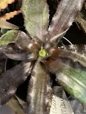 Bromeliad rare cryptanthus for sale  Bogue Chitto