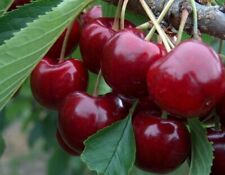 Conejos de corte de planta de cereza para enraizamiento y propagación segunda mano  Embacar hacia Mexico