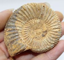 Fossil dichotomosphinctes peri for sale  BECCLES