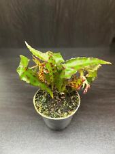 Begonia amphioxus for sale  UK