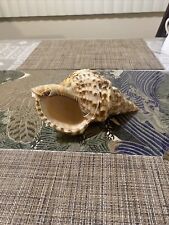 Triton Trumpet Giant Seashell Charonia Tritonis Shell Conch Horn 9"  A6 for sale  Shipping to South Africa