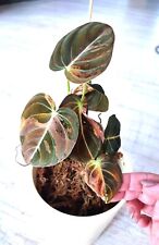 Philodendron melanochrysum var gebraucht kaufen  Neunkirchen-Seelscheid