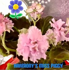 Harmony miss piggy for sale  Brooklyn