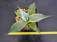 Agave parrasana fireball d'occasion  Perpignan-