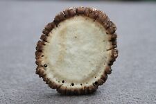RED DEER ANTLER BURR (HORN, RUSTIC, KNIFE,TROPHY,TAXIDERMY, CHEW, HUNTING), used for sale  Shipping to South Africa