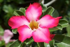 Adenium obesum pink usato  Napoli