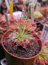 Drosera lanata petiolaris d'occasion  Montenois