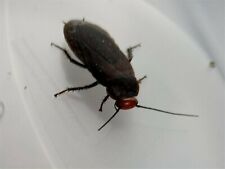 Red headed cockroach for sale  STANLEY