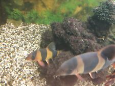 Juwel aquarium rio gebraucht kaufen  Bensheim