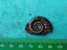 Pyrite ammonite 25mm for sale  WEST BROMWICH