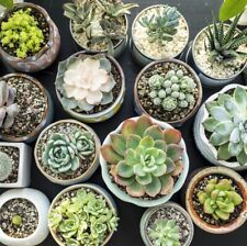 Succulent seeds collection for sale  LONDON