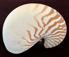 Large chambered nautilus for sale  Dacula