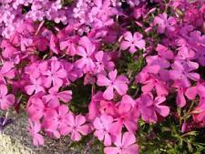 Pack creeping phlox for sale  Shipping to Ireland