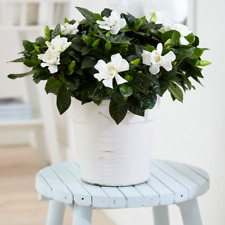 Fragrant indoor gift for sale  UK