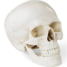 Modello anatomico cranio usato  Spedire a Italy